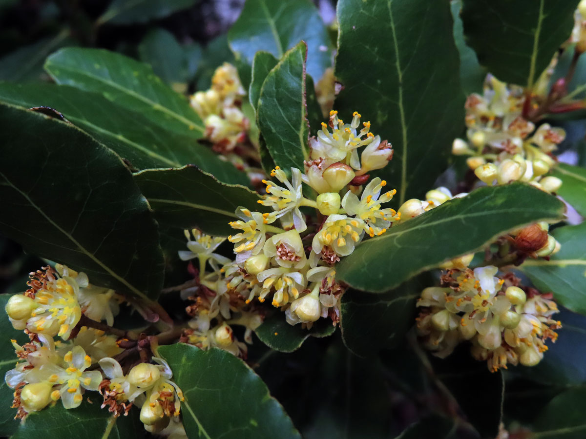 Vavřín vznešený (Laurus nobilis L.)