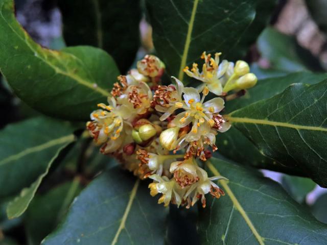 Vavřín vznešený (Laurus nobilis L.)