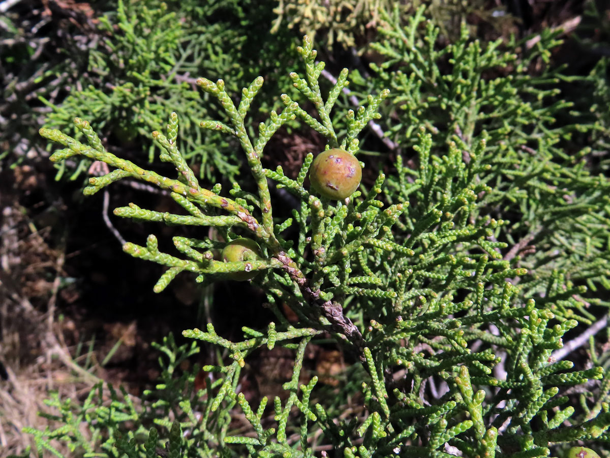 Jalovec fénický (Juniperus phoenicea L.)