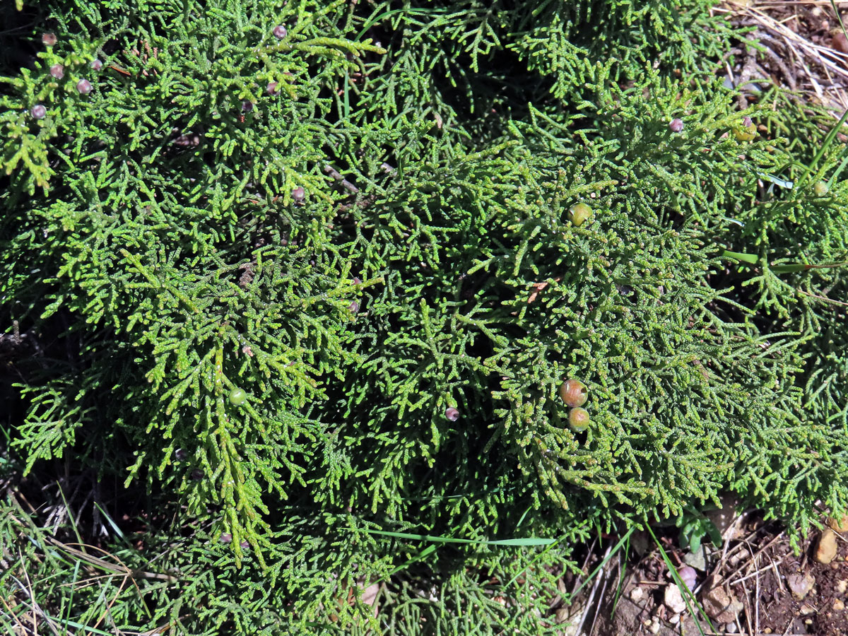 Jalovec fénický (Juniperus phoenicea L.)