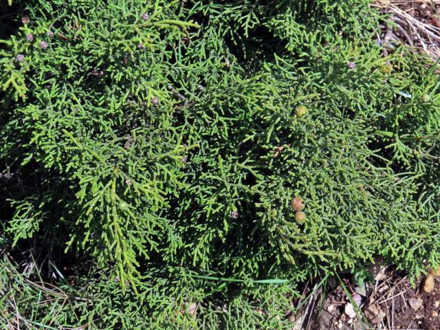 Jalovec fénický (Juniperus phoenicea L.)