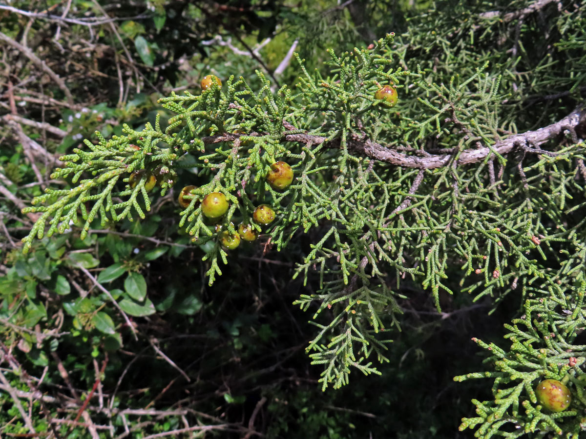 Jalovec fénický (Juniperus phoenicea L.)