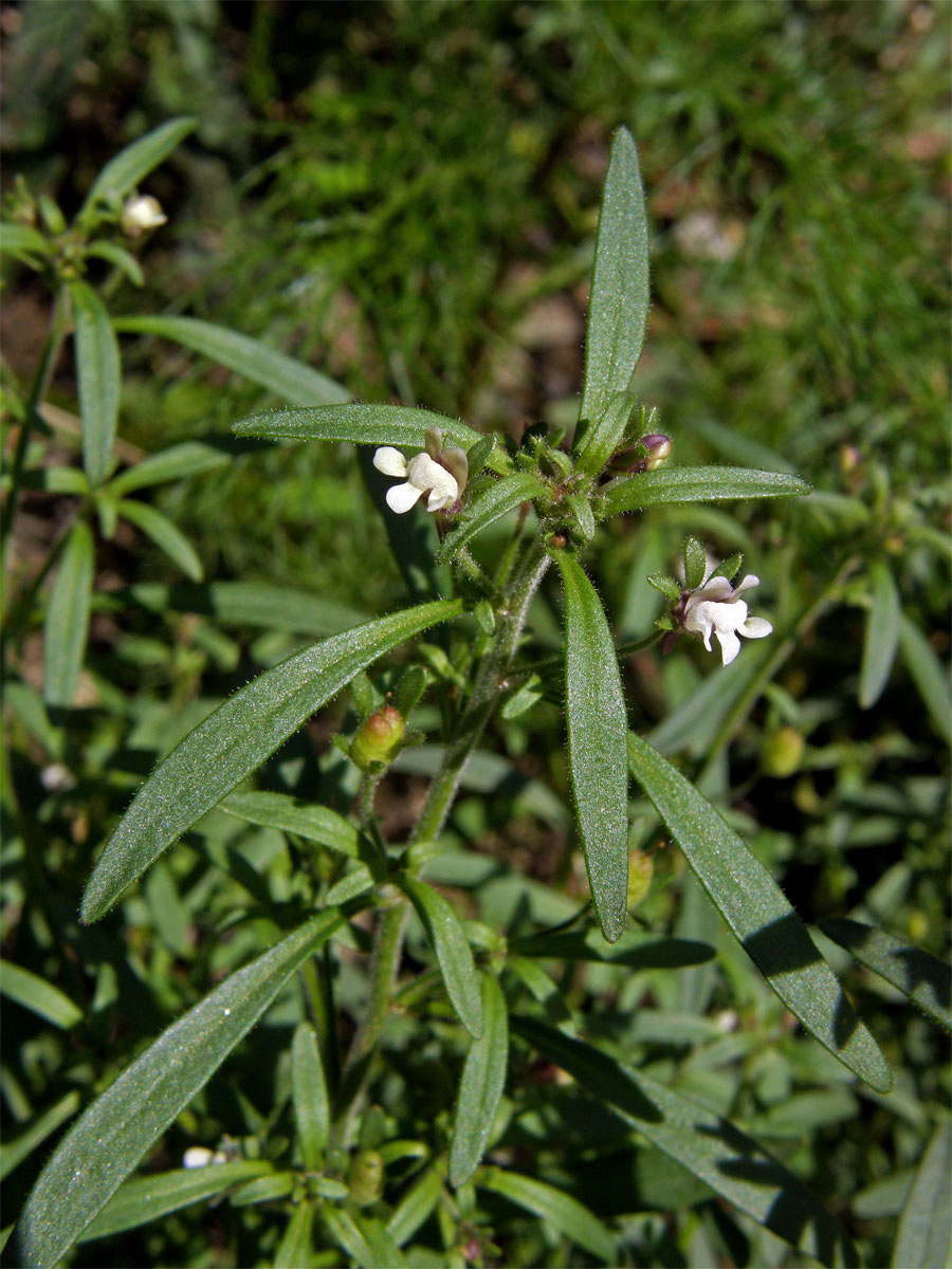 Hledíček menší (Microrrhinum minus (L.) Fourr.)