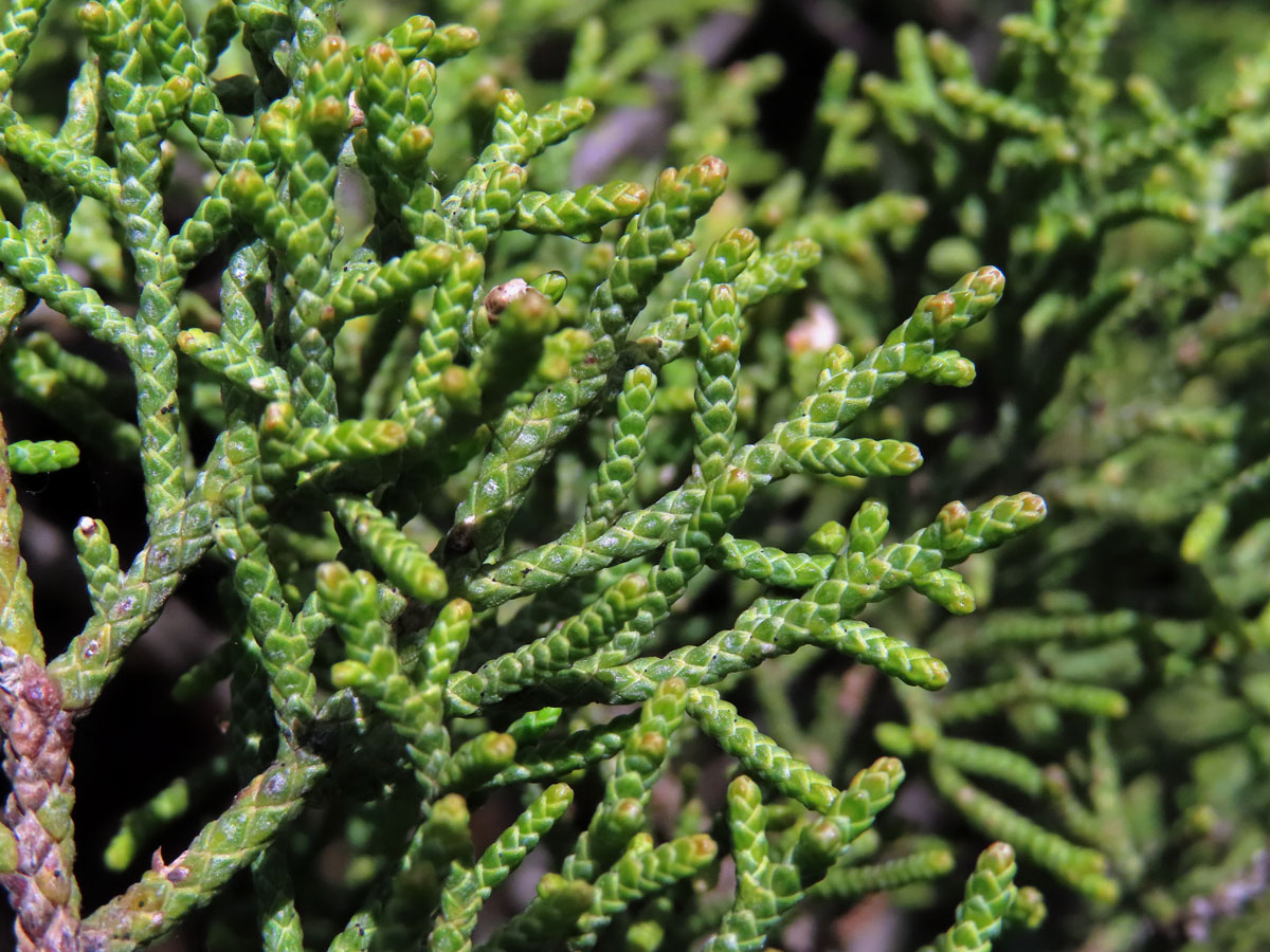 Jalovec fénický (Juniperus phoenicea L.)