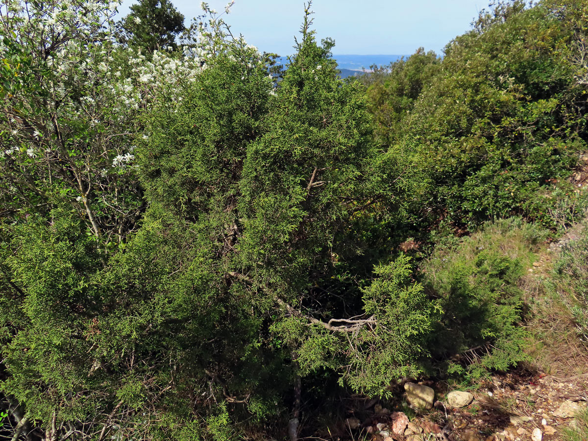 Jalovec fénický (Juniperus phoenicea L.)