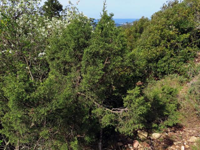 Jalovec fénický (Juniperus phoenicea L.)