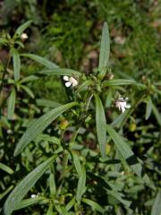 Hledíček menší (Microrrhinum minus (L.) Fourr.)