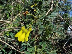 Jerlín (Sophora macrocarpa Sm.)