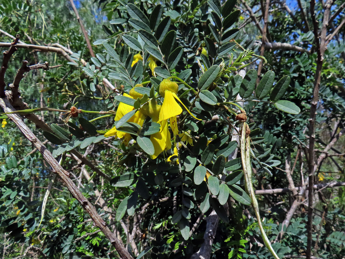 Jerlín (Sophora macrocarpa Sm.)