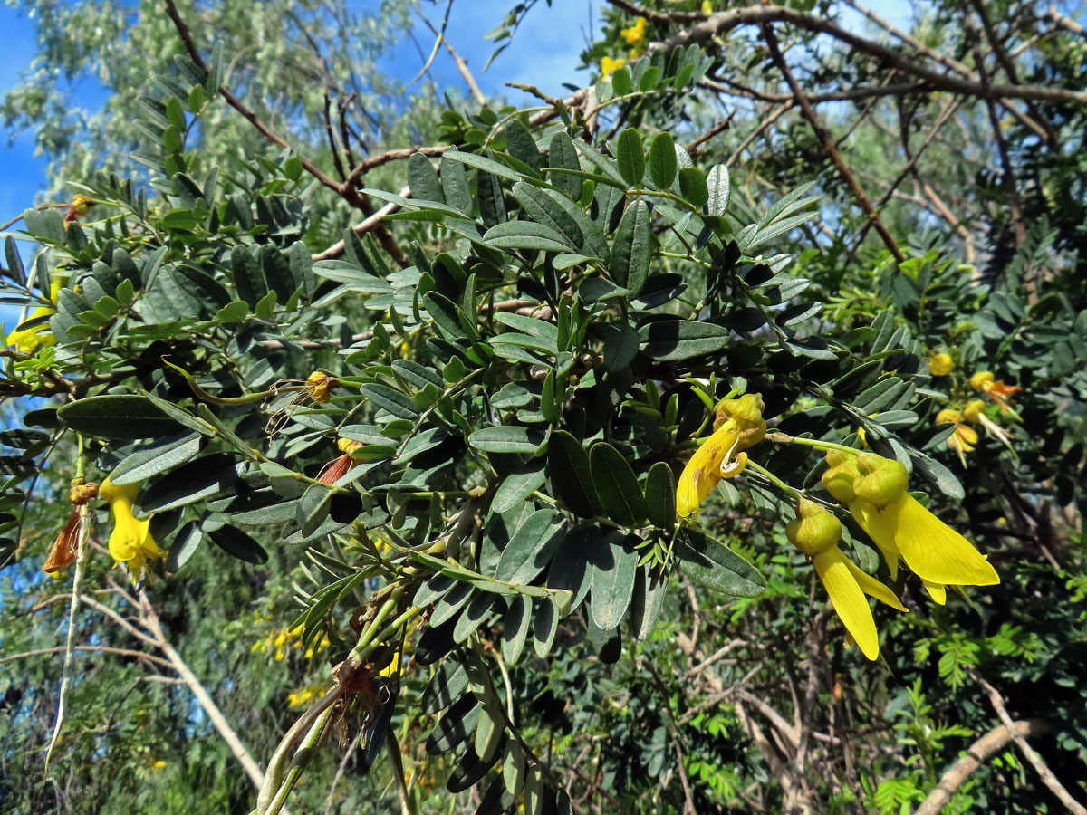 Jerlín (Sophora macrocarpa Sm.)