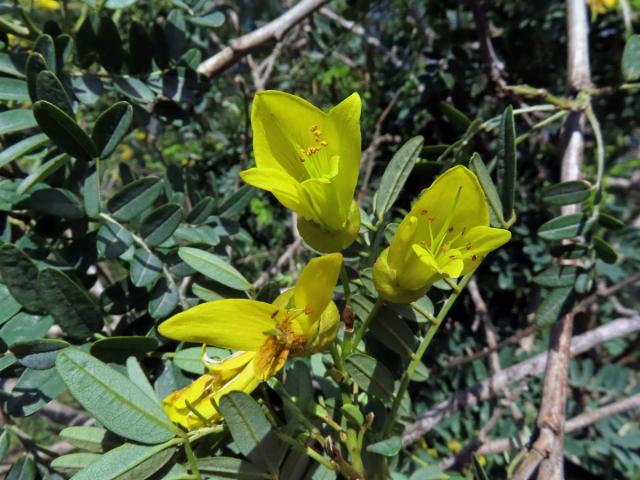 Jerlín (Sophora macrocarpa Sm.)