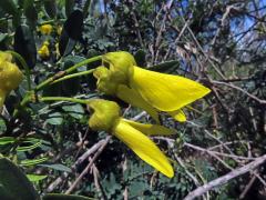 Jerlín (Sophora macrocarpa Sm.)