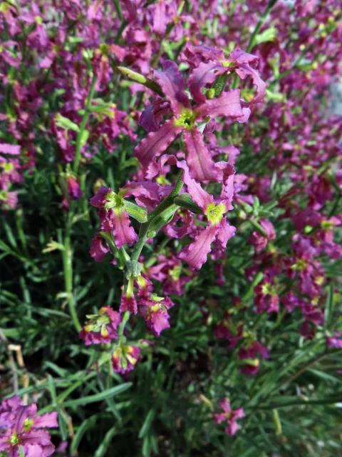 Fiala keříčkovitá (Matthiola fruticulosa (L.) Maire)