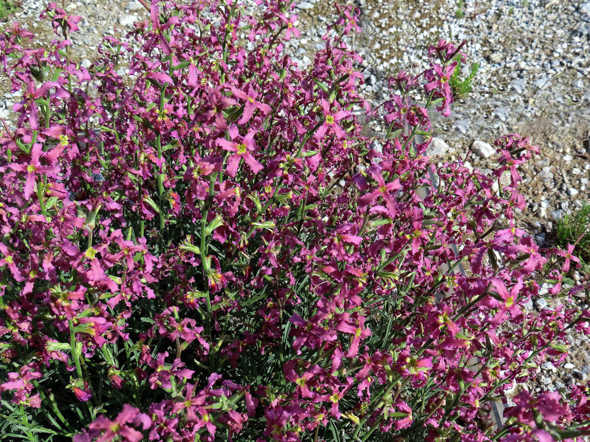 Fiala keříčkovitá (Matthiola fruticulosa (L.) Maire)