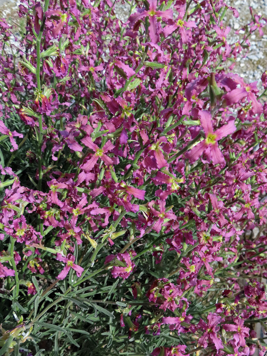 Fiala keříčkovitá (Matthiola fruticulosa (L.) Maire)