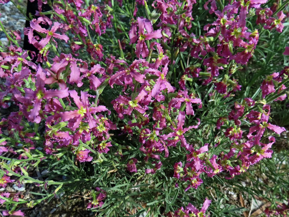 Fiala keříčkovitá (Matthiola fruticulosa (L.) Maire)