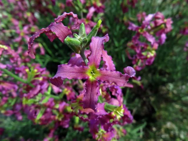 Fiala keříčkovitá (Matthiola fruticulosa (L.) Maire)