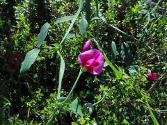 Hrachor tangerský (Lathyrus tingitanus L.)