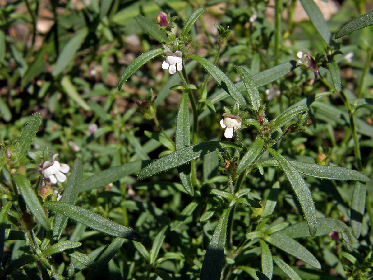 Hledíček menší (Microrrhinum minus (L.) Fourr.)