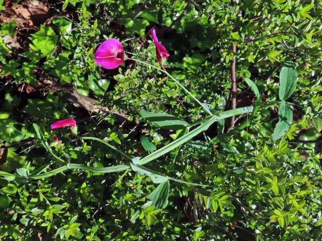 Hrachor tangerský (Lathyrus tingitanus L.)