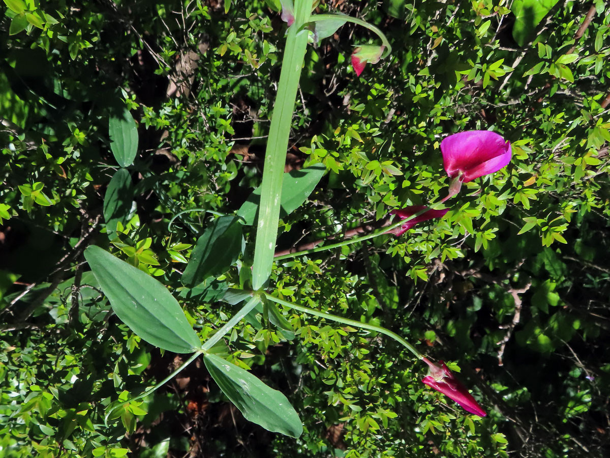 Hrachor tangerský (Lathyrus tingitanus L.)