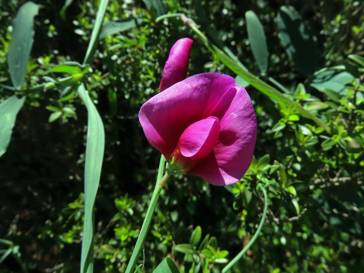 Hrachor tangerský (Lathyrus tingitanus L.)