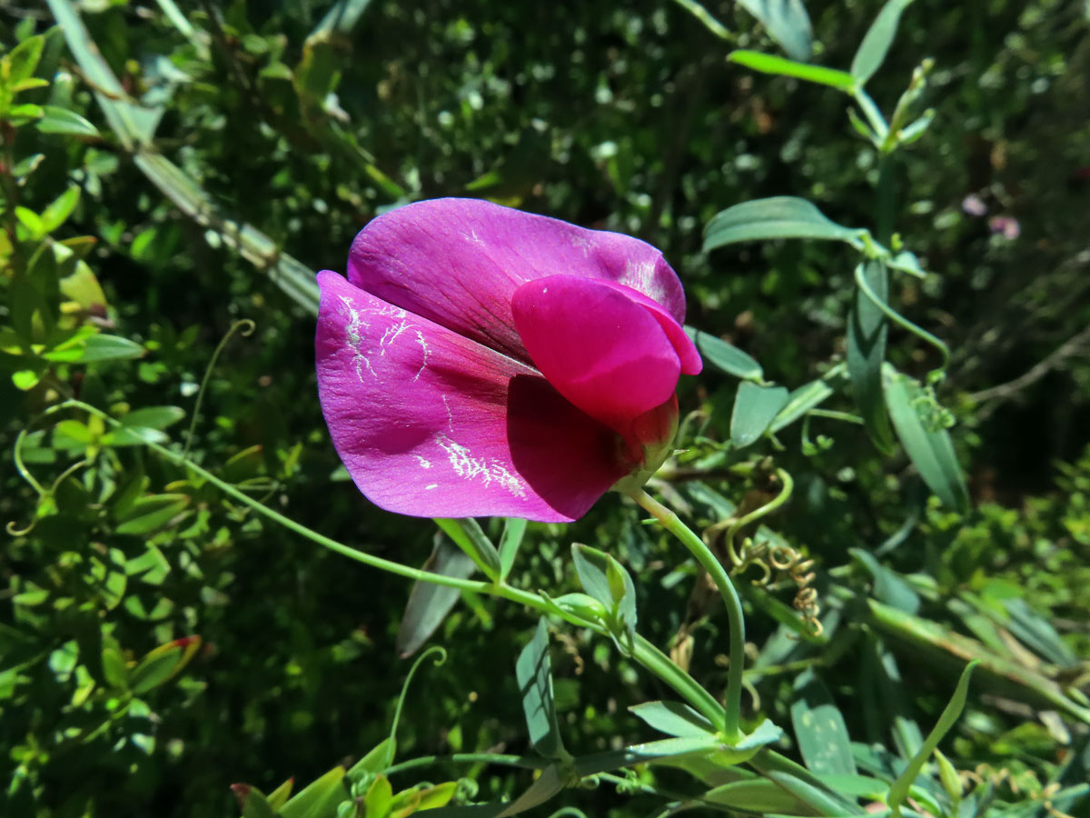 Hrachor tangerský (Lathyrus tingitanus L.)