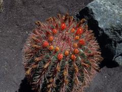 Ferocactus pilosus (Galeotti ex Salm-Dyck) Werdermann)