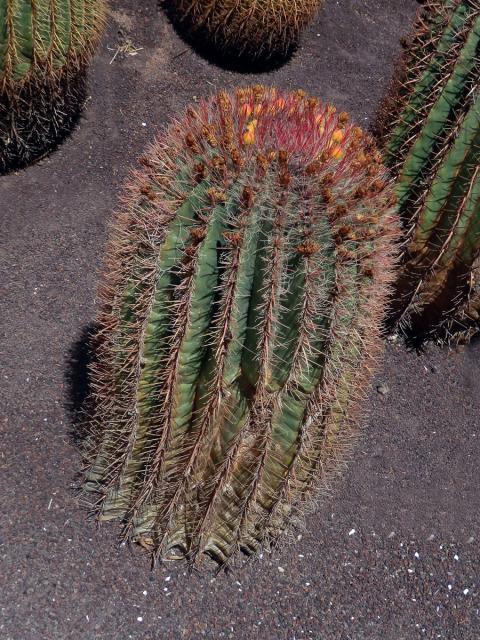 Ferocactus pilosus (Galeotti ex Salm-Dyck) Werdermann)