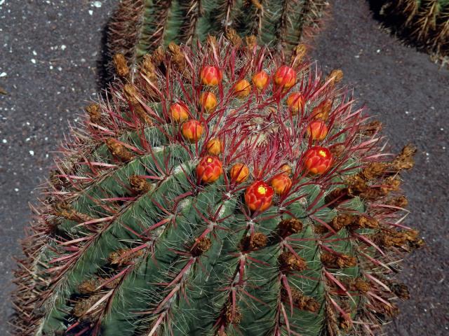 Ferocactus pilosus (Galeotti ex Salm-Dyck) Werdermann)