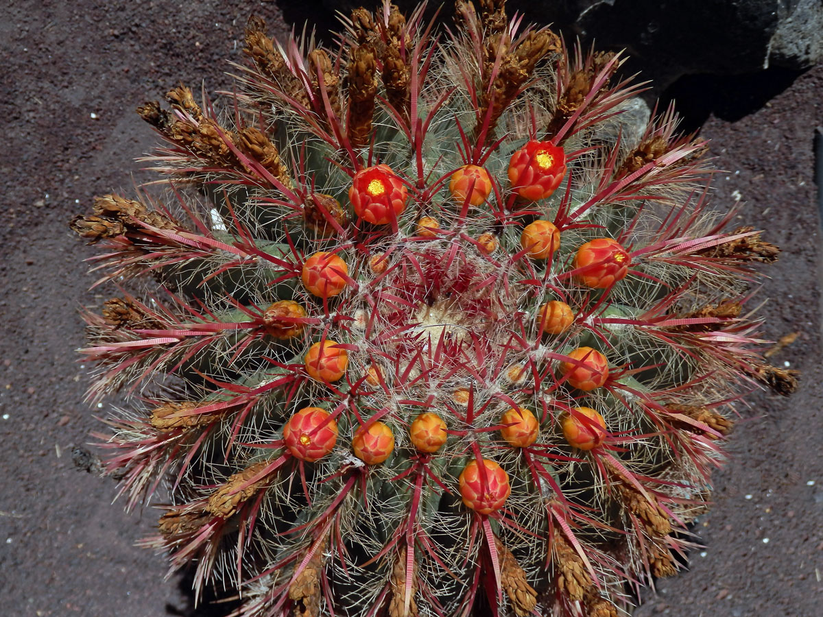 Ferocactus pilosus (Galeotti ex Salm-Dyck) Werdermann)