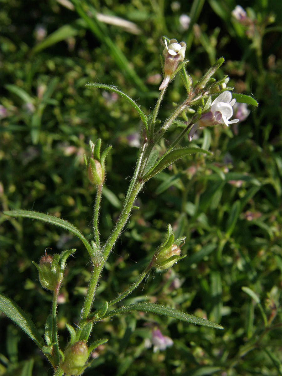 Hledíček menší (Microrrhinum minus (L.) Fourr.)