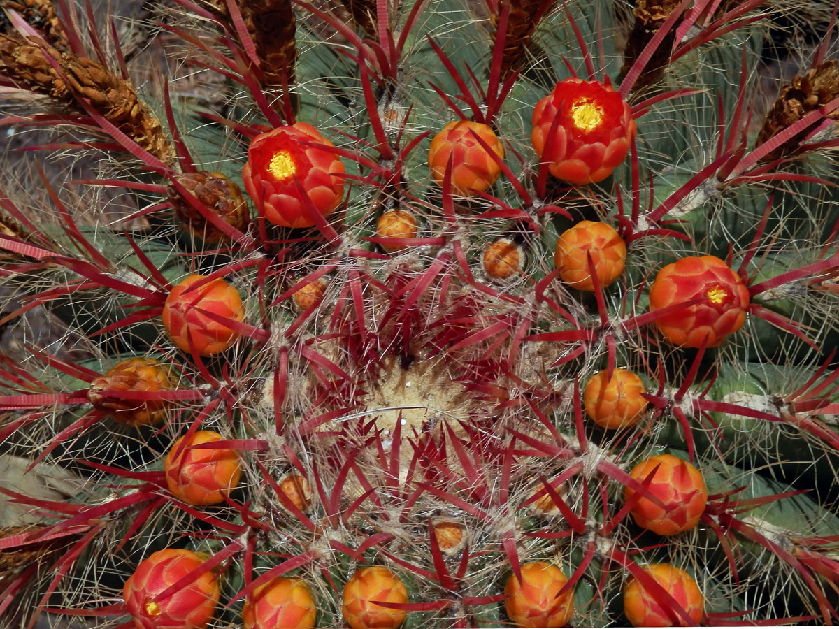 Ferocactus pilosus (Galeotti ex Salm-Dyck) Werdermann)