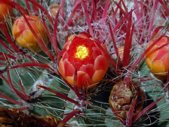 Ferocactus pilosus (Galeotti ex Salm-Dyck) Werdermann)