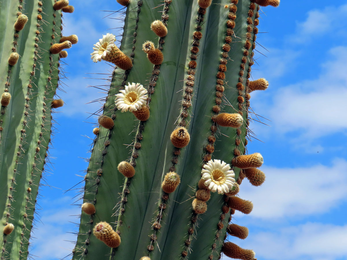 Pachycereus pringlei (S. Watson) Britton et Rose