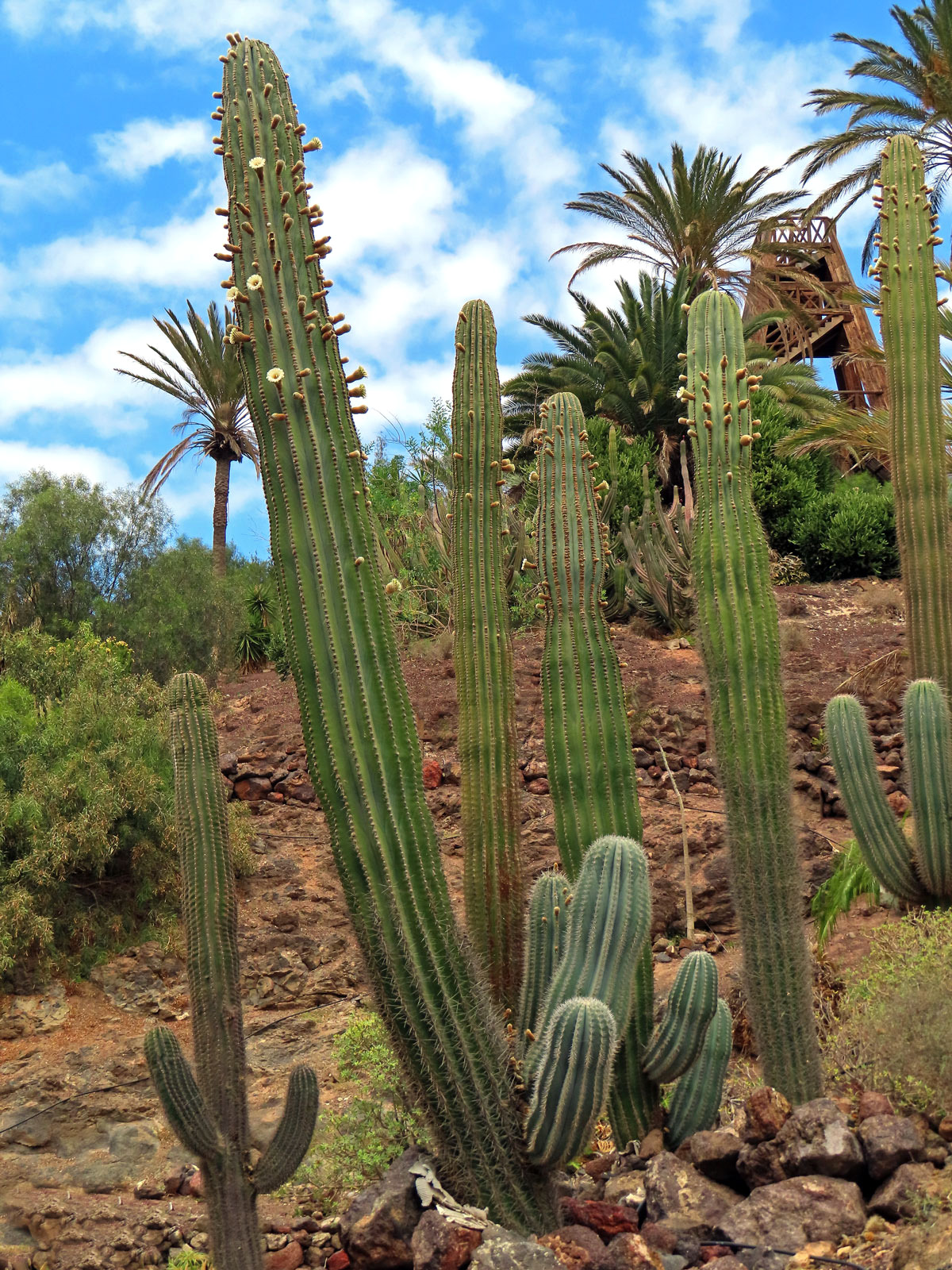 Pachycereus pringlei (S. Watson) Britton et Rose