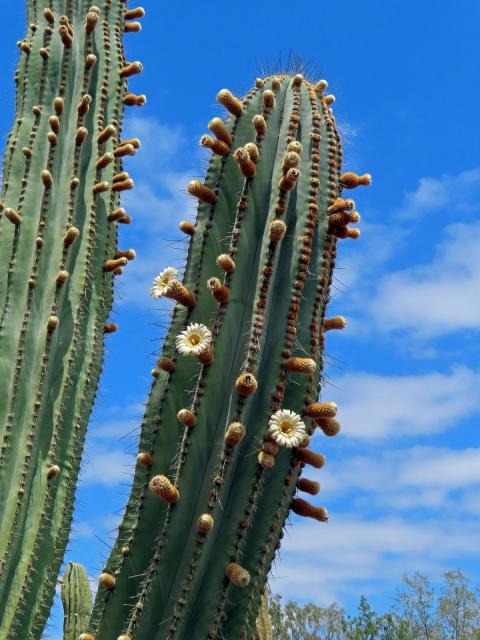 Pachycereus pringlei (S. Watson) Britton et Rose