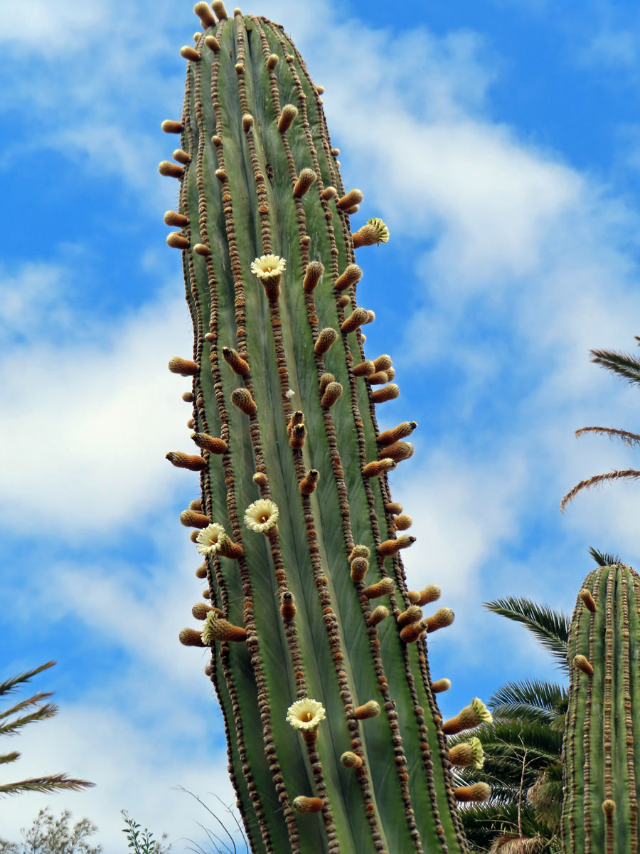 Pachycereus pringlei (S. Watson) Britton et Rose