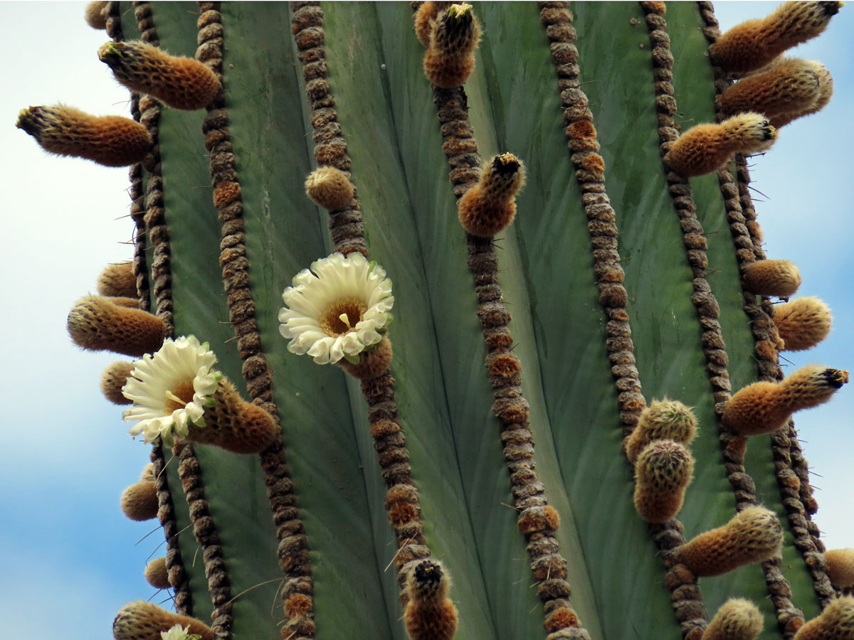 Pachycereus pringlei (S. Watson) Britton et Rose