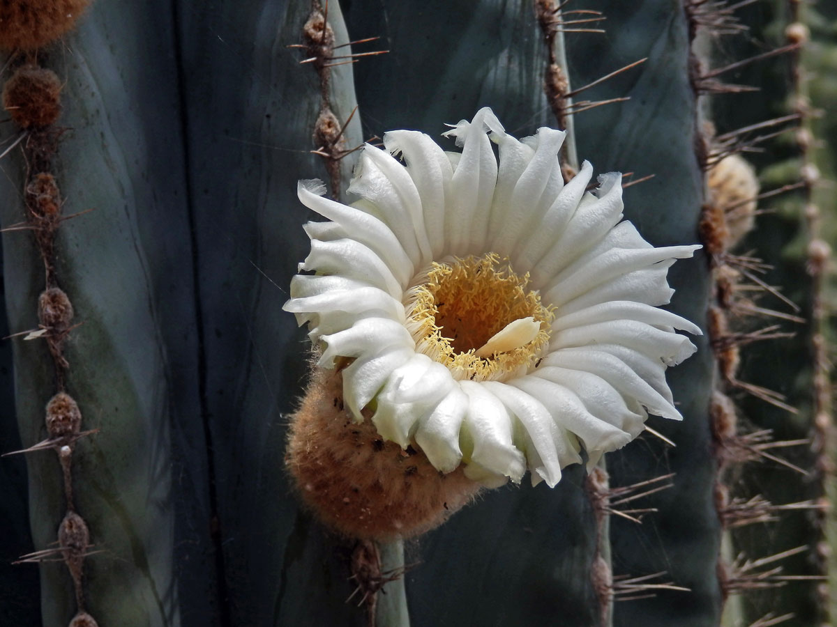 Pachycereus pringlei (S. Watson) Britton et Rose