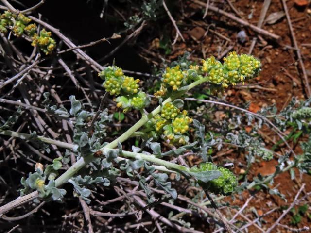 Ambrozie (Ambrosia dumosa (Gray) Payne)