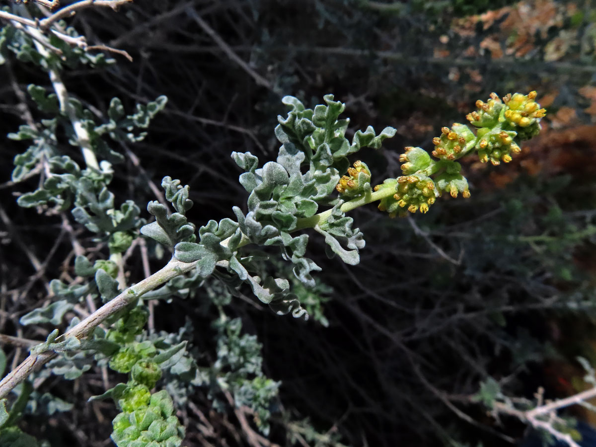 Ambrozie (Ambrosia dumosa (Gray) Payne)