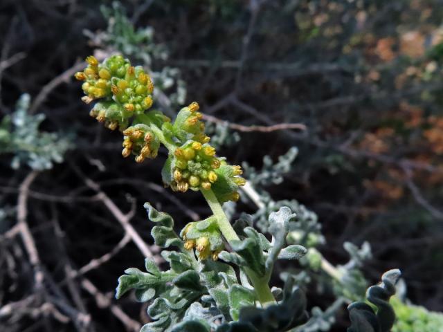 Ambrozie (Ambrosia dumosa (Gray) Payne)