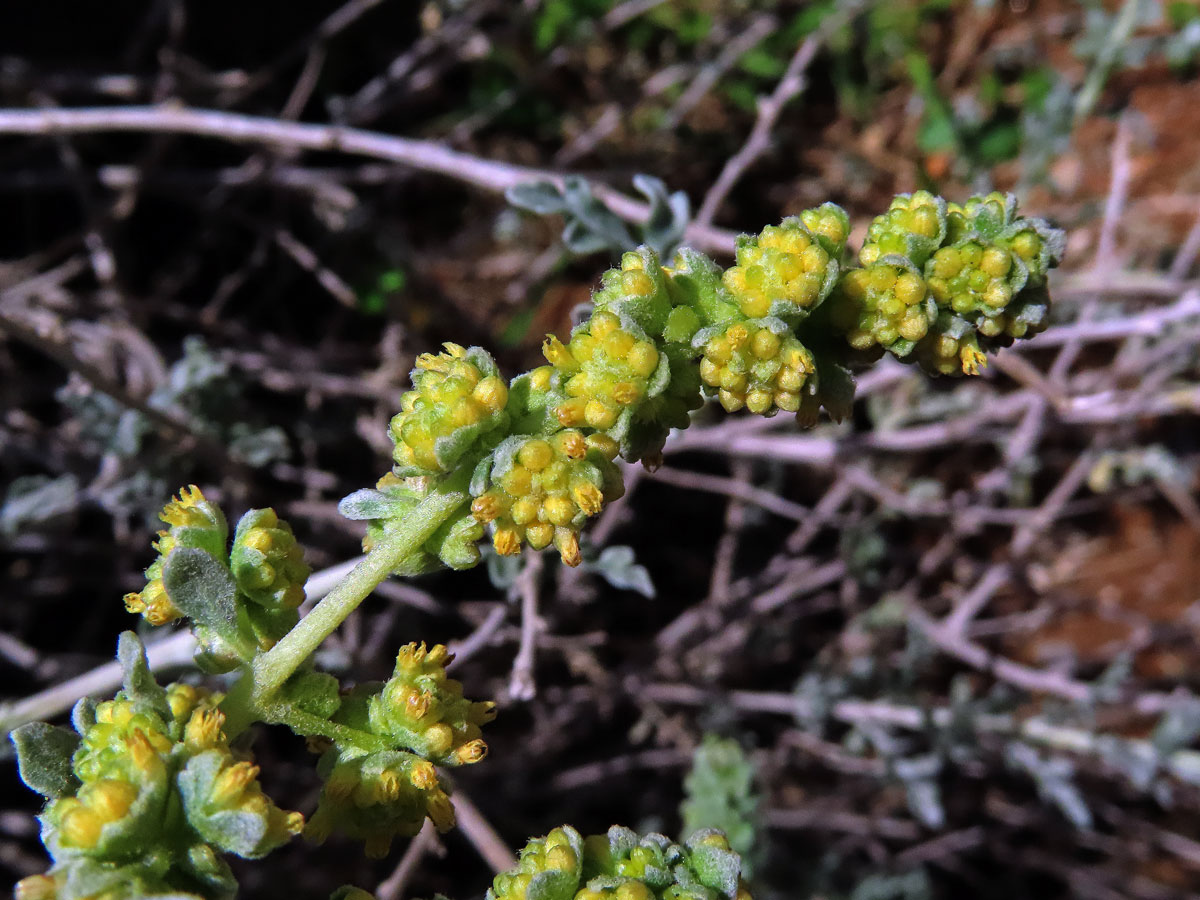 Ambrozie (Ambrosia dumosa (Gray) Payne)