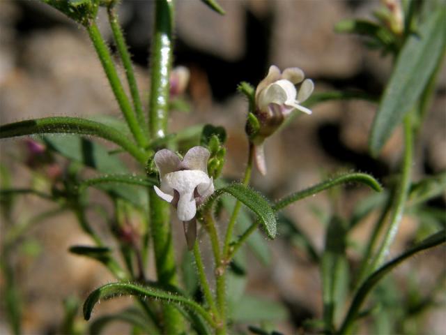 Hledíček menší (Microrrhinum minus (L.) Fourr.)