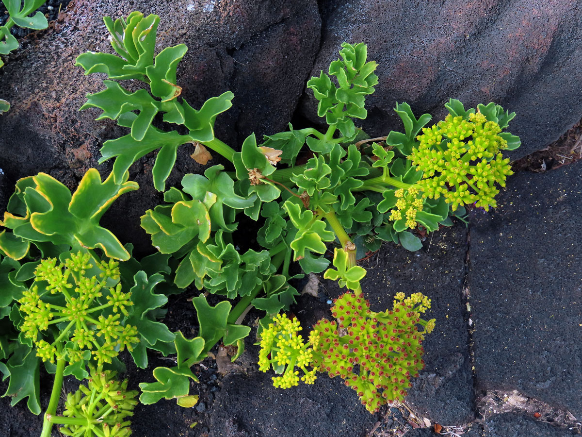 Astydamia latifolia (L. f.) Kuntze)