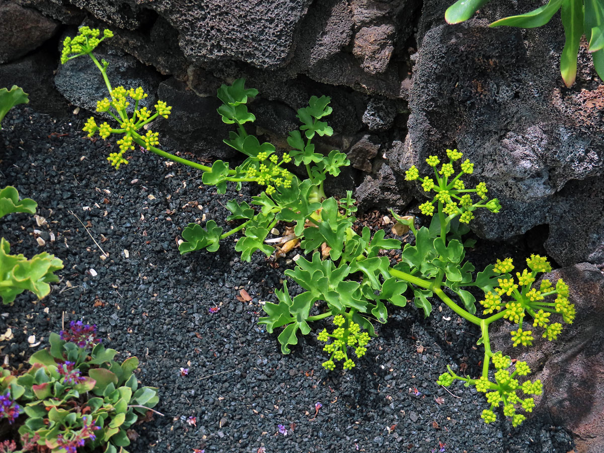 Astydamia latifolia (L. f.) Kuntze)