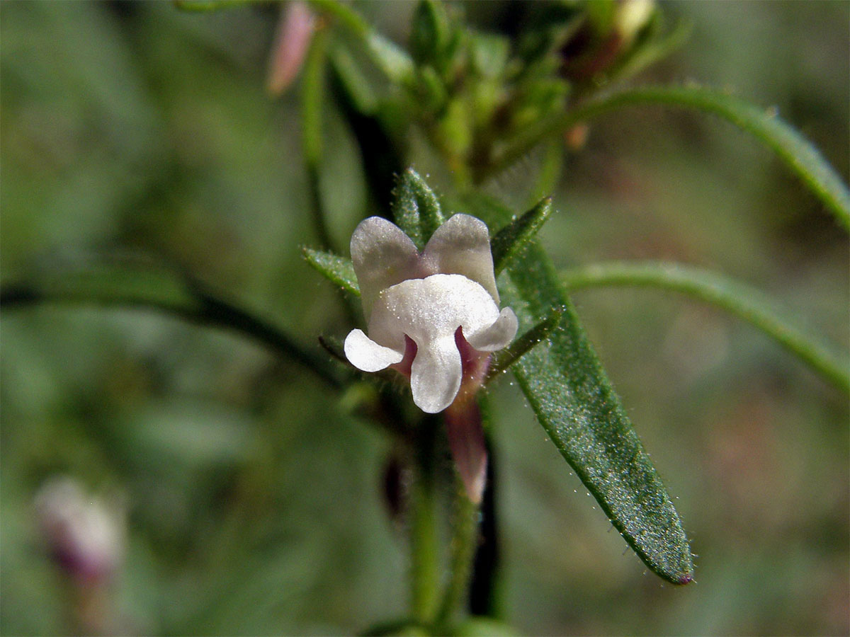 Hledíček menší (Microrrhinum minus (L.) Fourr.)