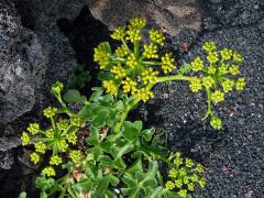 Astydamia latifolia (L. f.) Kuntze)