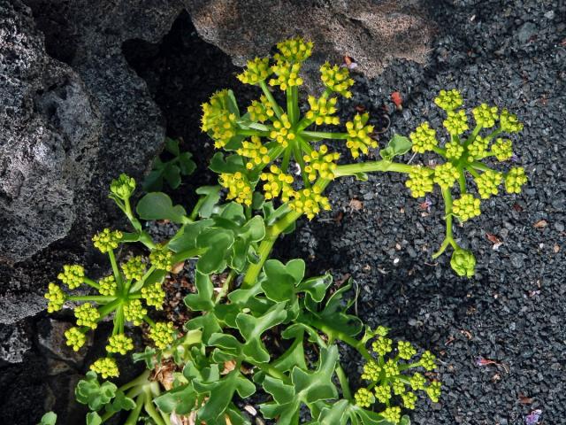 Astydamia latifolia (L. f.) Kuntze)